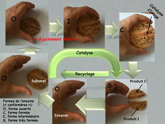 Du nouveau sur le fonctionnement des enzymes