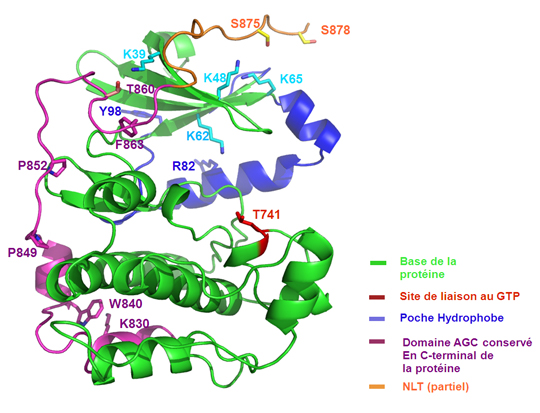 Contrôle de l'activité de la kinase Greatwall