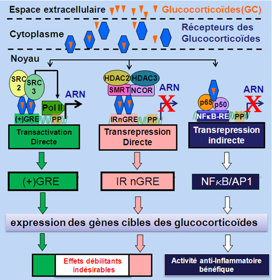 Glucocorticoïdes: vers de nouveaux anti-inflammatoires