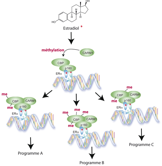 Hormone: le code secret de l'oestradiol