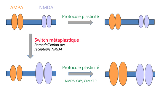 Plasticité de la plasticité synaptique