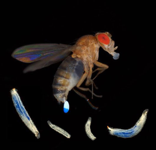 Des probiotiques pour mieux grandir ?