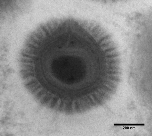 Un microorganisme ancestral à l'origine des virus géants