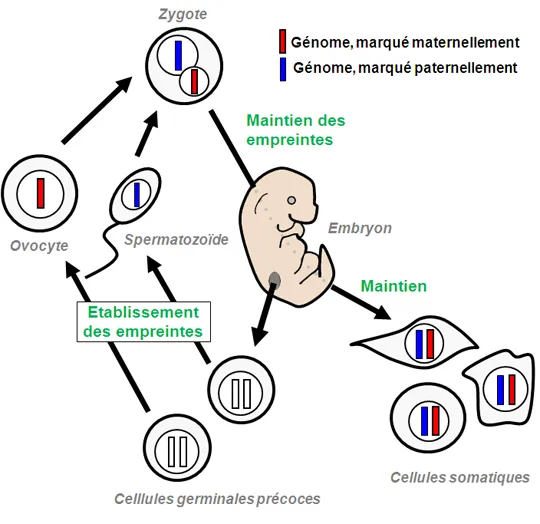 Du nouveau sur la régulation du génome d'origine paternelle