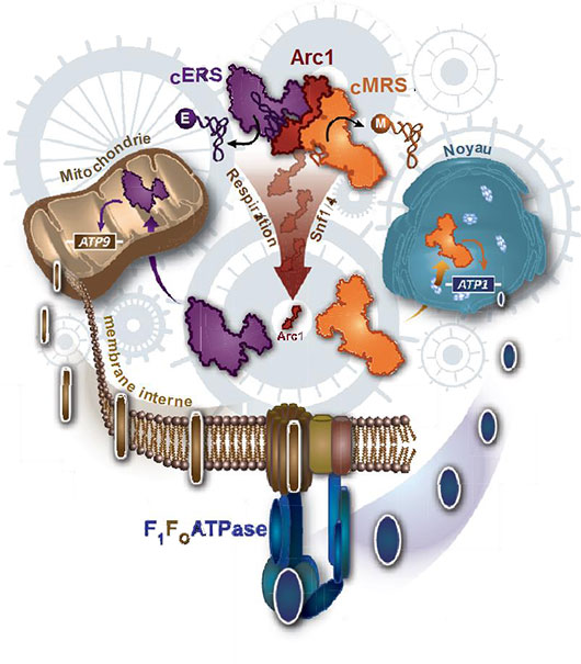 Synchroniser l'expression des génomes nucléaire et mitochondrial