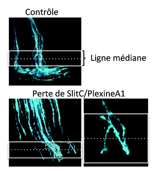 Slit-C à la croisée des chemins