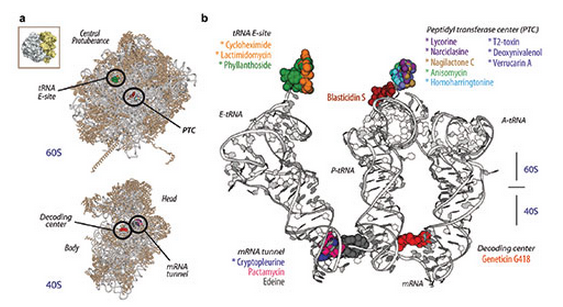 L’inhibition de la synthèse protéique à la loupe