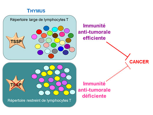 Un nouvel acteur de l'immunité anti-tumorale : l'enzyme TSSP régulatrice du système immunitaire