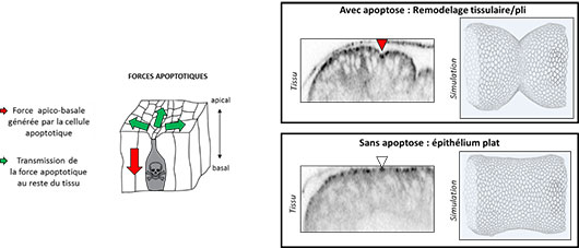 Le dernier sursaut des cellules mourantes