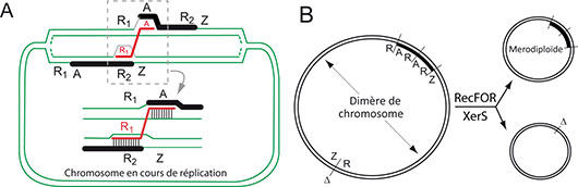Le méli-démélo vital du génome transformé du pneumocoque