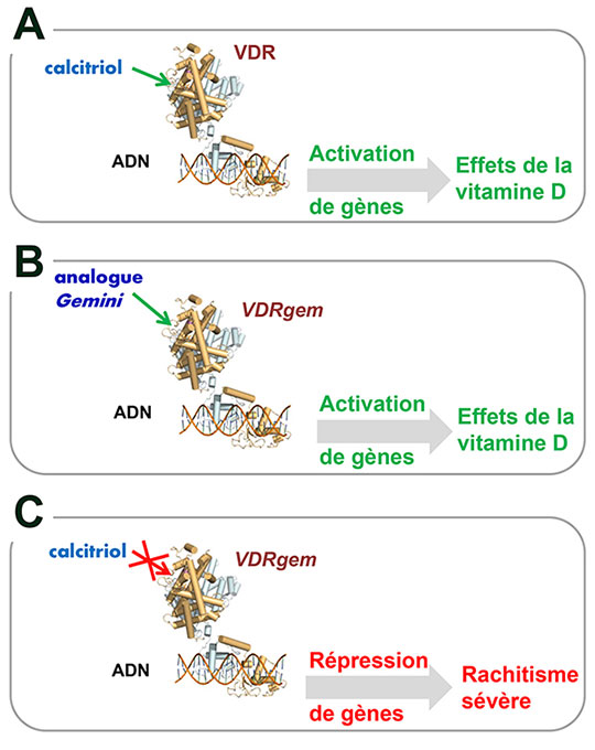 La face cachée de la déficience en vitamine D