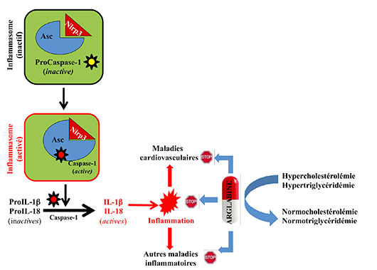 Un anti-inflammatoire contre les maladies cardio-vasculaires