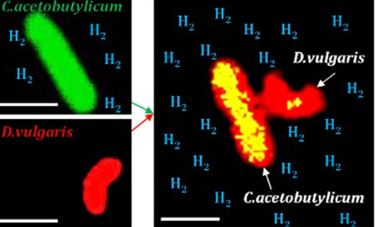 Communication entre bactéries et production de biohydrogène