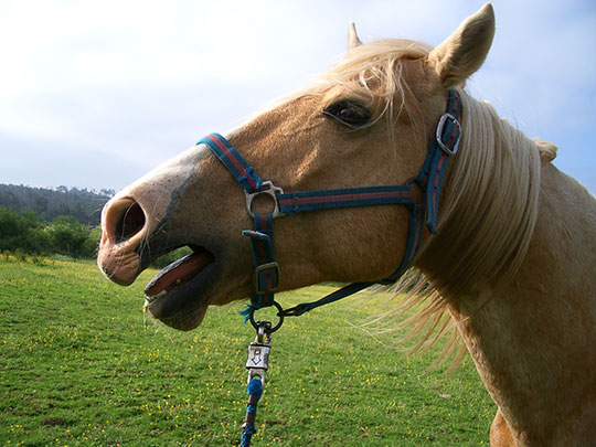 La voix du mâle : un indicateur de fertilité et une base de choix pour les femelles ? L'exemple du cheval