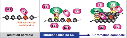 La protéine SET, une nouvelle cible chimiothérapique contrôlant la réparation de l'ADN