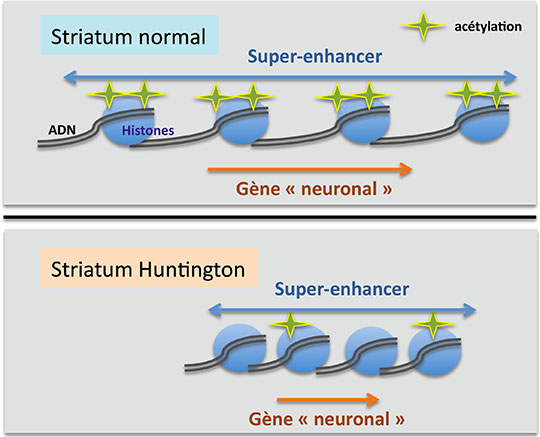 Maladie de Huntington: les super-enhancers dans le collimateur