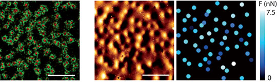 La synchronie spatiale des podosomes