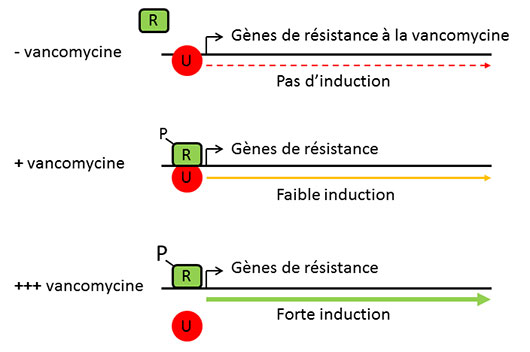 Comment une bactérie module sans effort sa résistance à un antibiotique
