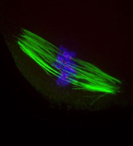 BubR1, un acteur clef du contrôle du nombre de chromosomes dans l'ovocyte