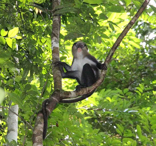L'Homme n'est pas le seul primate à combiner des sons pour communiquer