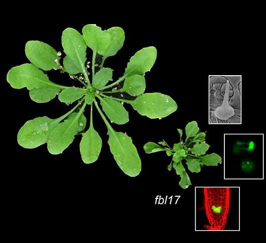 La croissance des plantes, une histoire de dégradation sélective des protéines