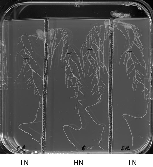 Un régulateur du nitrate chez les plantes