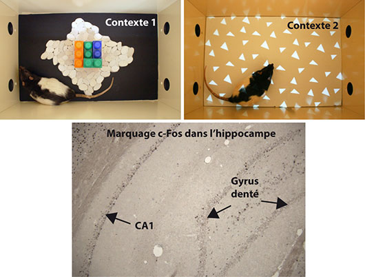 Fabriquer des souvenirs de rats pour étudier la mémoire épisodique