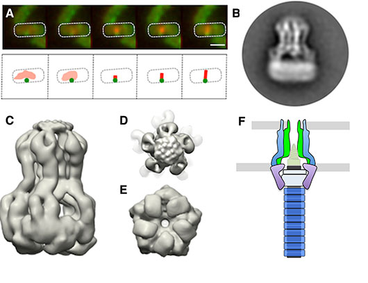 A l'attaque ! Assemblage et structure d'une meurtrière bactérienne