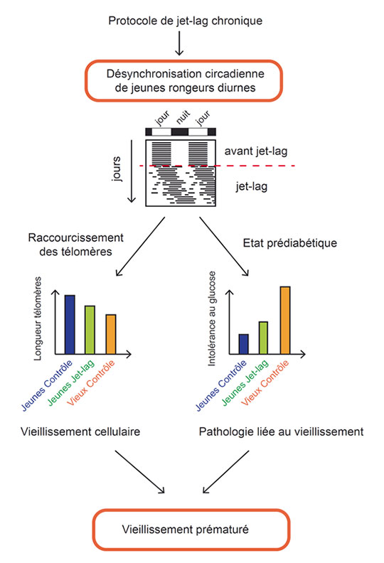 La désynchronisation circadienne accélère le vieillissement