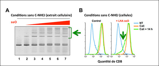 Les voies de réparation de l'ADN