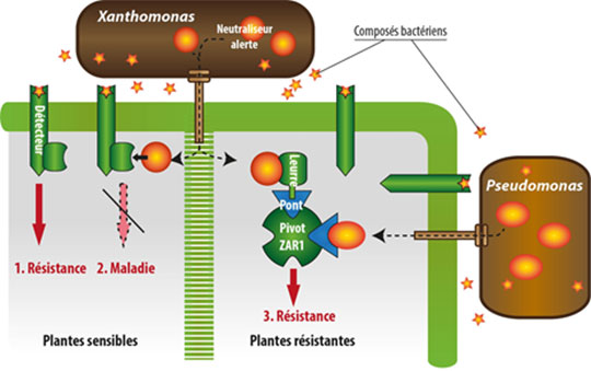 Un pivot de l'immunité identifié chez les plantes