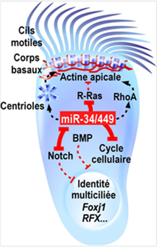 Des microARN au coeur de la fabrication des cils motiles