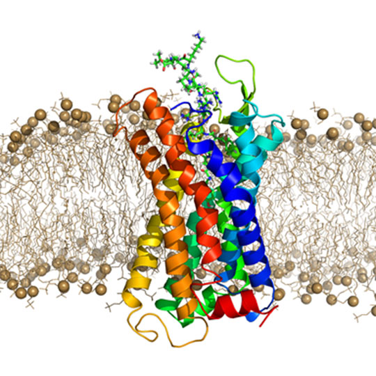 Comment le récepteur kappa aux opiacés reconnaît son neuropeptide