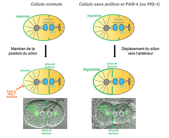 Division cellulaire: un mécanisme inédit de régulation