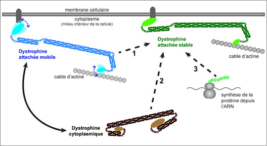 La Dystrophine, un mastodonte très agile !