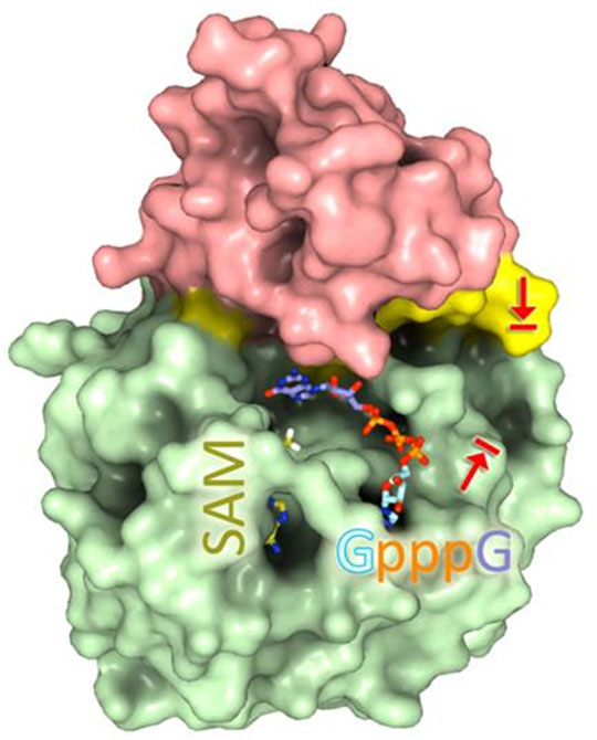 Structure d'une nouvelle cible thérapeutique d'un virus à ARN négatif