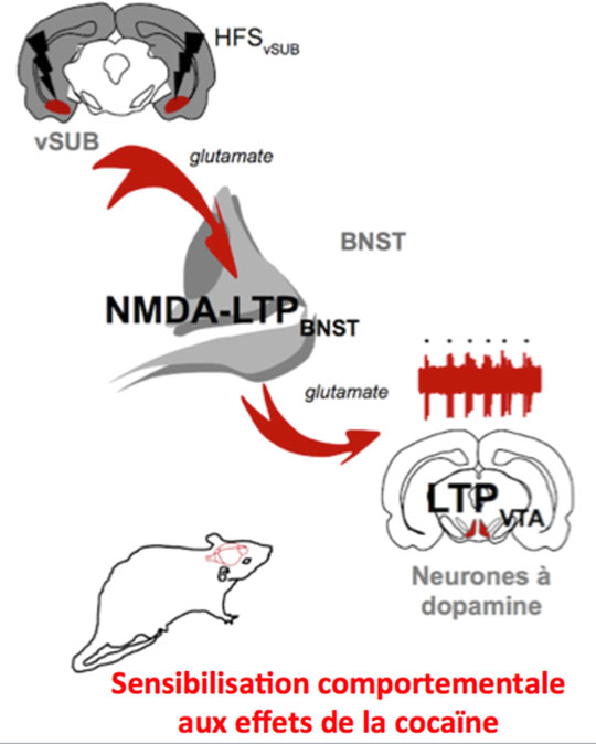 Neurones à dopamine et effets comportementaux de la cocaïne