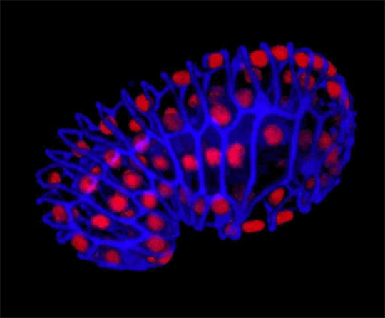 L'amphiphysine: responsable du positionnement du noyau cellulaire