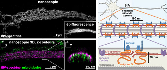 Quand la nanoscopie déchiffre l'organisation moléculaire des neurones