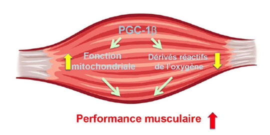Le rôle de PGC-1alpha dans la performance musculaire enfin défini