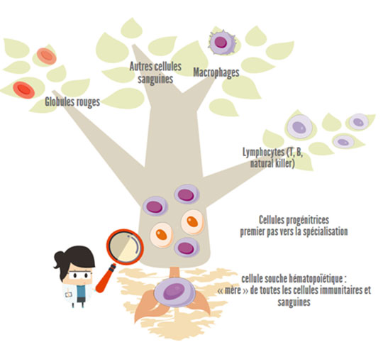 L'arbre généalogique des cellules sanguines et immunes s'agrandit