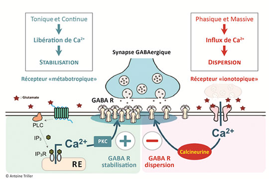 Cerveau: comment l'équilibre excitation/inhibition est-il maintenu ?
