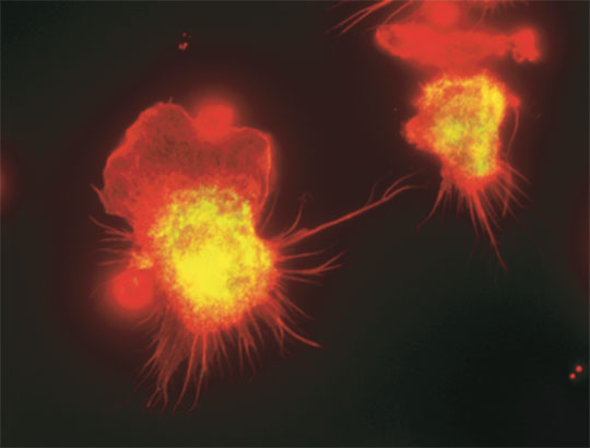 Un "kit d'auto-renouvellement" dans certaines cellules immunitaires