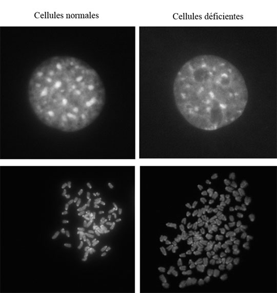 L'épigénétique au secours de la division cellulaire