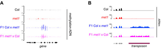 Quand il est question de méthylation de l'ADN, 1+1=3