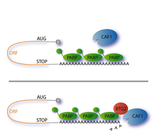 Régulation de la prolifération cellulaire par la protéine BTG2