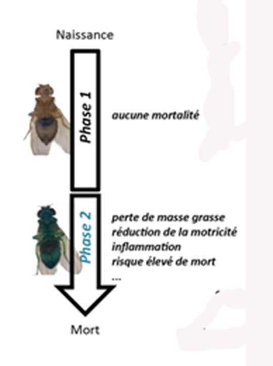 Etudier la fin de vie pour comprendre le vieillissement