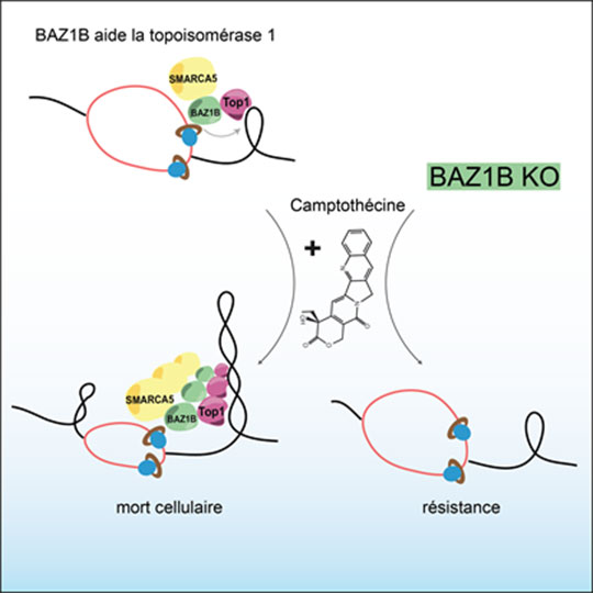 Limiter le surenroulement de l'ADN durant la réplication