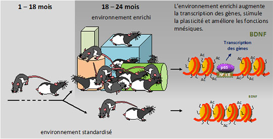 Cerveau: Mieux vaut tard que jamais !