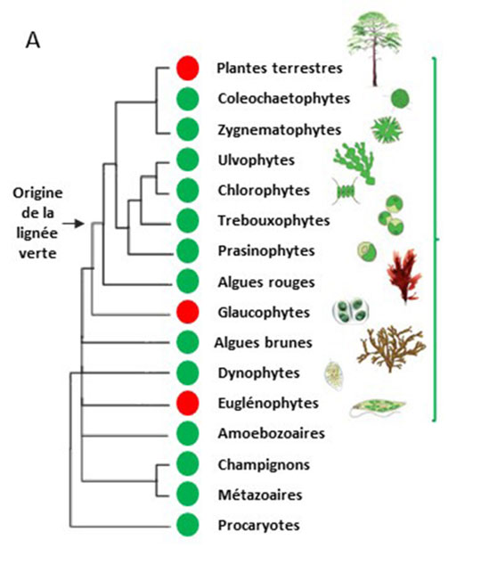 Oxyde nitrique synthase: présente chez des algues vertes
